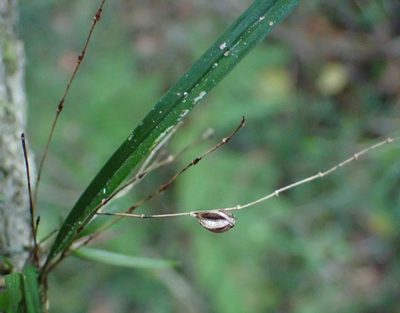 Angraecum pusillum, photographed by Nicola van Berkel