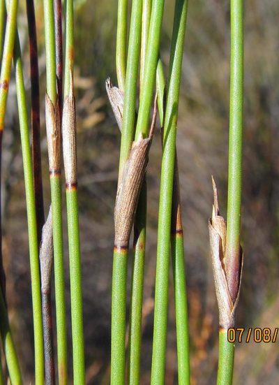 Restio debilis, photographed by douglaseustonbrown