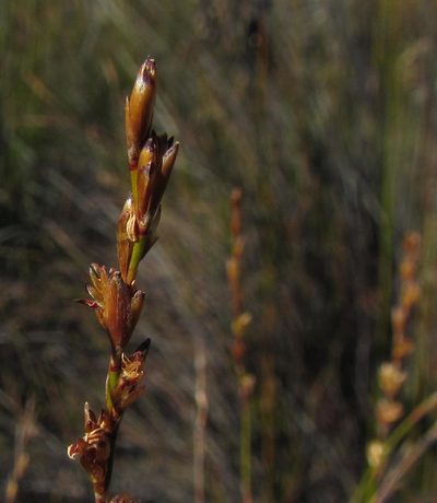 Restio debilis, photographed by douglaseustonbrown