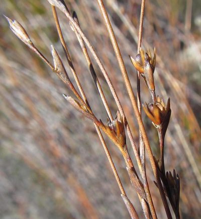 Restio debilis, photographed by douglaseustonbrown