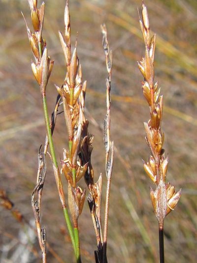 Restio debilis, photographed by douglaseustonbrown