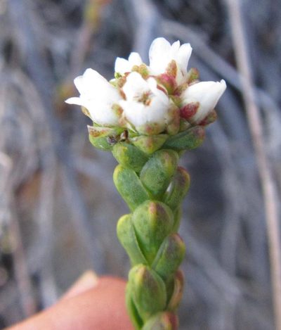 Euchaetis flexilis, photographed by douglaseustonbrown