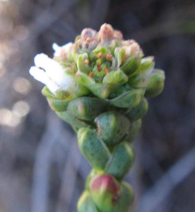 Euchaetis flexilis, photographed by douglaseustonbrown
