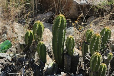 Escontria chiotilla, photographed by Diana Fuentes