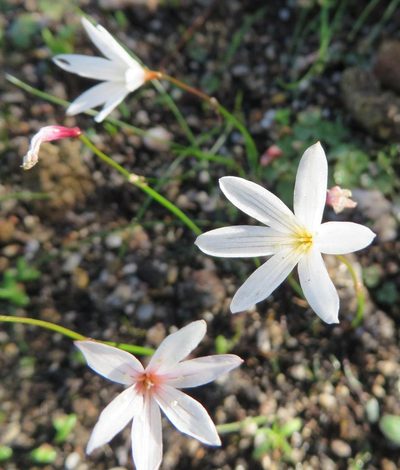 Strumaria spiralis, photographed by linkie