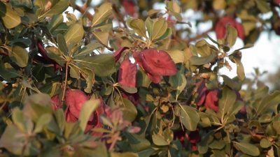 Terminalia prunioides, photographed by Shaun Swanepoel