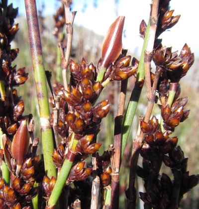 Elegia aggregata, photographed by douglaseustonbrown