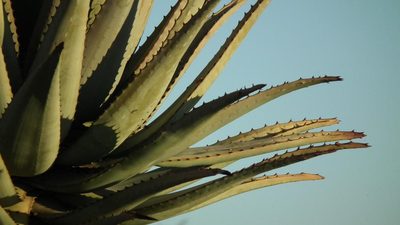 Aloe littoralis, photographed by Shaun Swanepoel