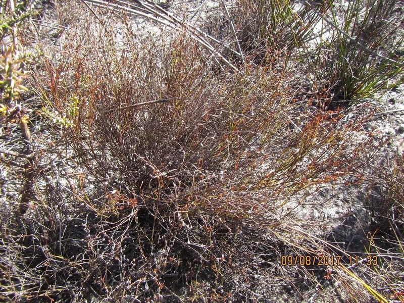 Restio pumilus, photographed by douglaseustonbrown