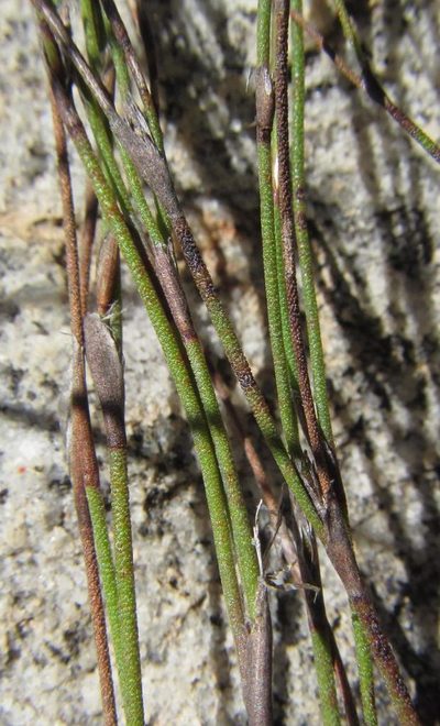 Restio pumilus, photographed by douglaseustonbrown