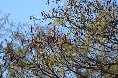 Leucaena esculenta, photographed by Diana Fuentes
