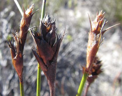 Restio virgeus, photographed by douglaseustonbrown