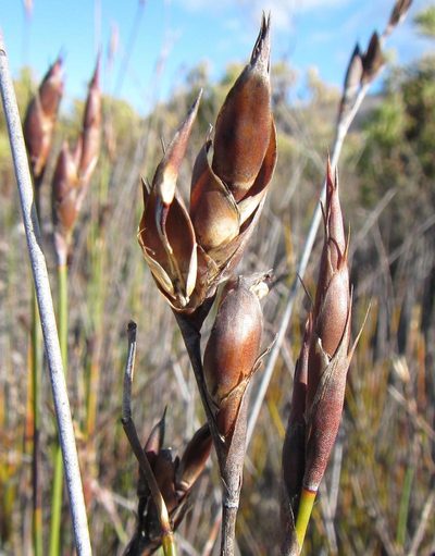 Cannomois congesta, photographed by douglaseustonbrown