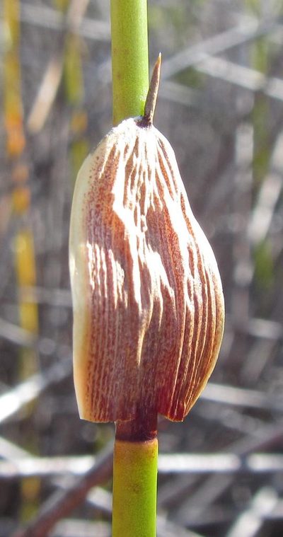 Askidiosperma paniculatum, photographed by douglaseustonbrown