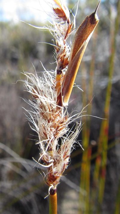 Askidiosperma paniculatum, photographed by douglaseustonbrown