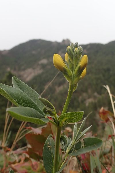 Thermopsis divaricarpa, photographed by Laura J. Costello