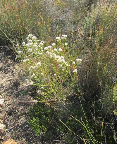 Phylica pulchella, photographed by Caroline Voget
