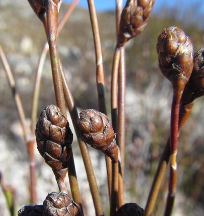Restio bolusii, photographed by douglaseustonbrown