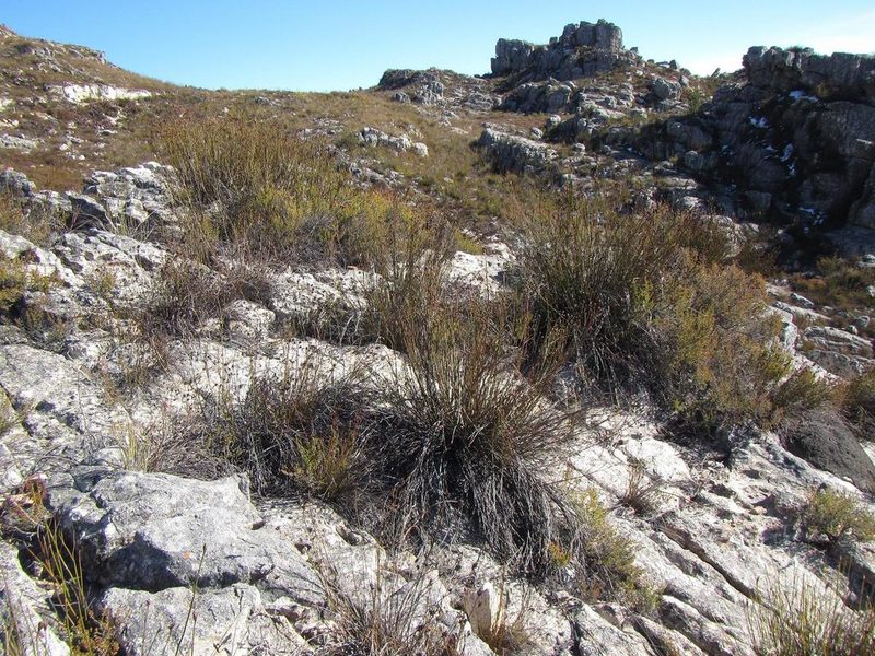Restio bolusii, photographed by douglaseustonbrown