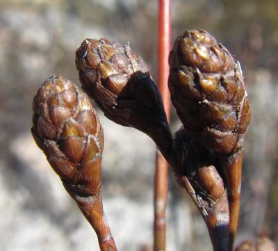 Restio bolusii, photographed by douglaseustonbrown