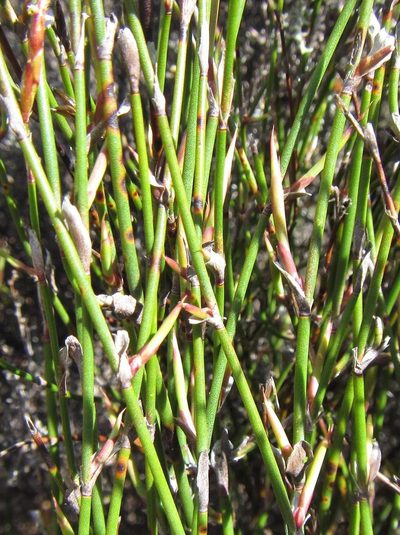 Restio vimineus, photographed by douglaseustonbrown