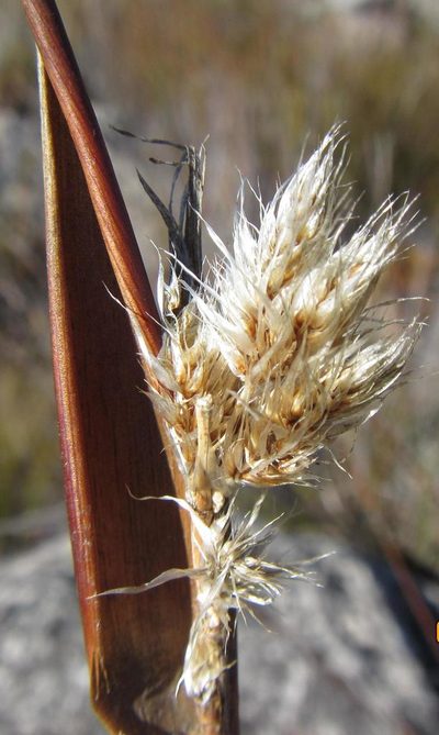 Ceratocaryum decipiens, photographed by douglaseustonbrown