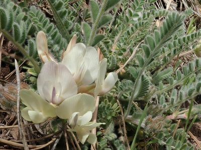 Astragalus parryi, photographed by Laura J. Costello