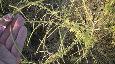 Cleome hirta, photographed by Shaun Swanepoel