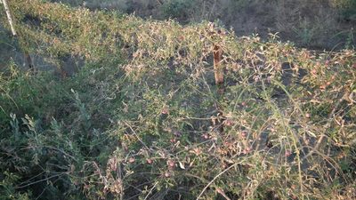 Dactyliandra welwitschii, photographed by Shaun Swanepoel