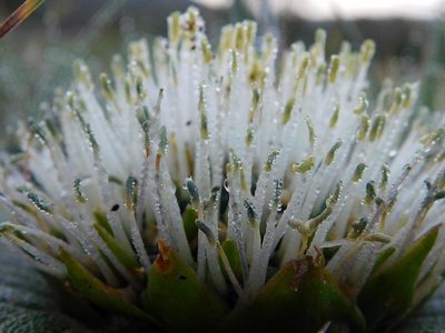 Massonia pustulata, photographed by Klaus Wehrlin