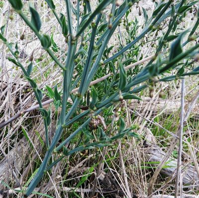 Asparagus undulatus, photographed by linkie