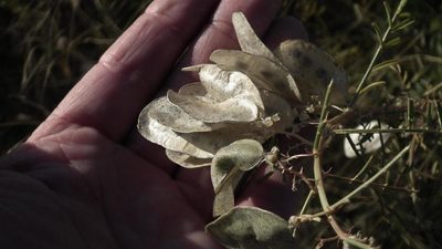 Lessertia benguellensis, photographed by Shaun Swanepoel