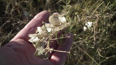 Lessertia benguellensis, photographed by Shaun Swanepoel
