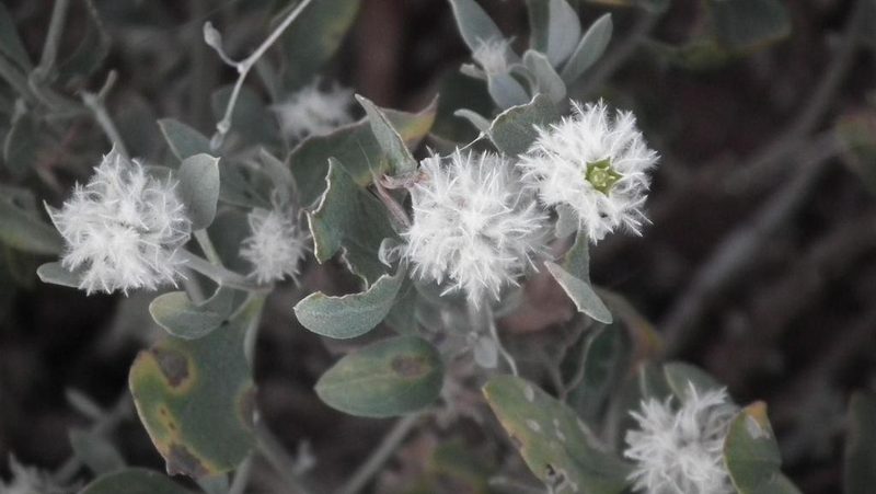 Leucosphaera bainesii, photographed by Shaun Swanepoel
