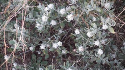 Leucosphaera bainesii, photographed by Shaun Swanepoel