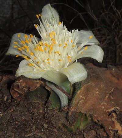 Haemanthus deformis, photographed by Robert Taylor