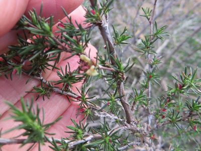 Cliffortia juniperina, photographed by linkie