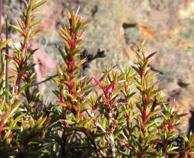 Cliffortia pungens, photographed by douglaseustonbrown
