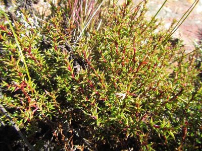 Cliffortia pungens, photographed by douglaseustonbrown