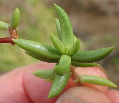 Crassula tetragona, photographed by Nicola van Berkel