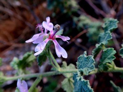 Anisodontea reflexa, photographed by Di Turner
