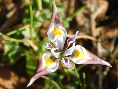 Moraea fergusoniae, photographed by Klaus Wehrlin