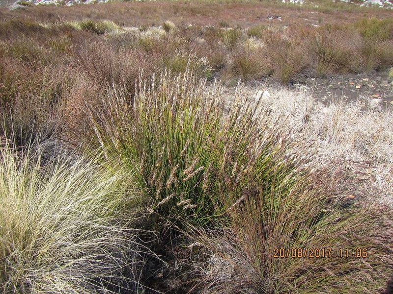 Askidiosperma chartaceum, photographed by douglaseustonbrown