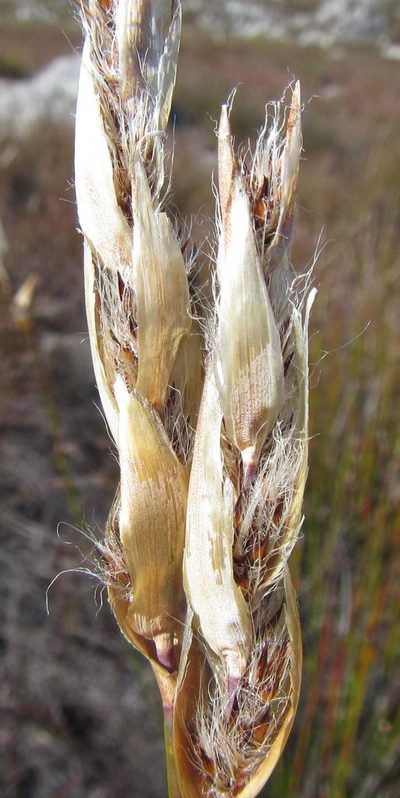 Askidiosperma chartaceum, photographed by douglaseustonbrown