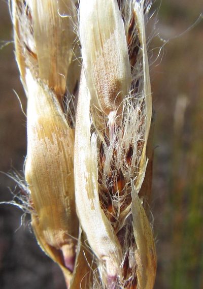 Askidiosperma chartaceum, photographed by douglaseustonbrown