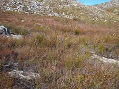 Askidiosperma chartaceum, photographed by douglaseustonbrown