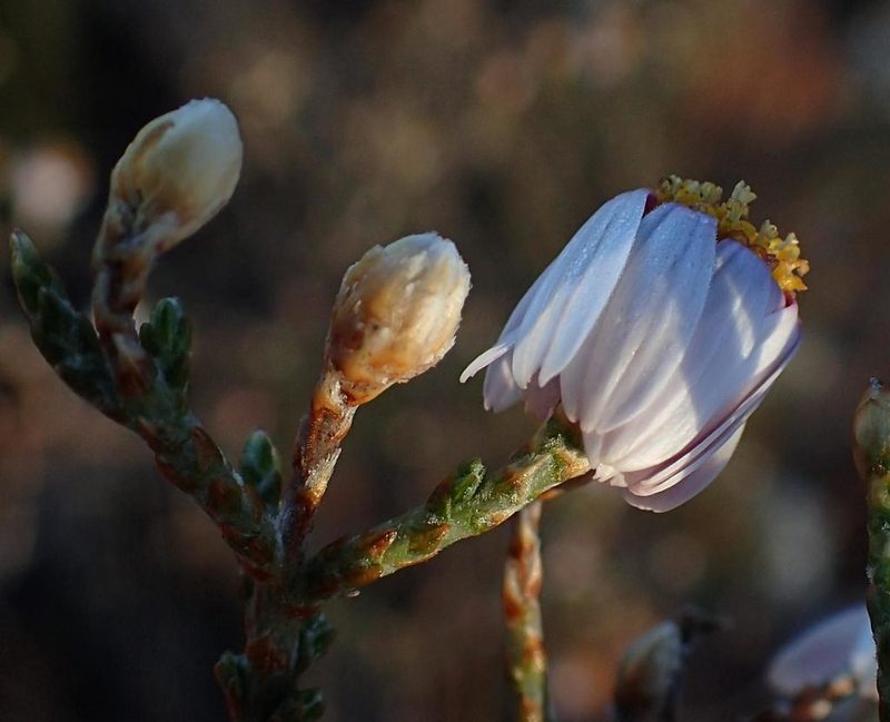 Phymaspermum appressum, photographed by Nicola van Berkel