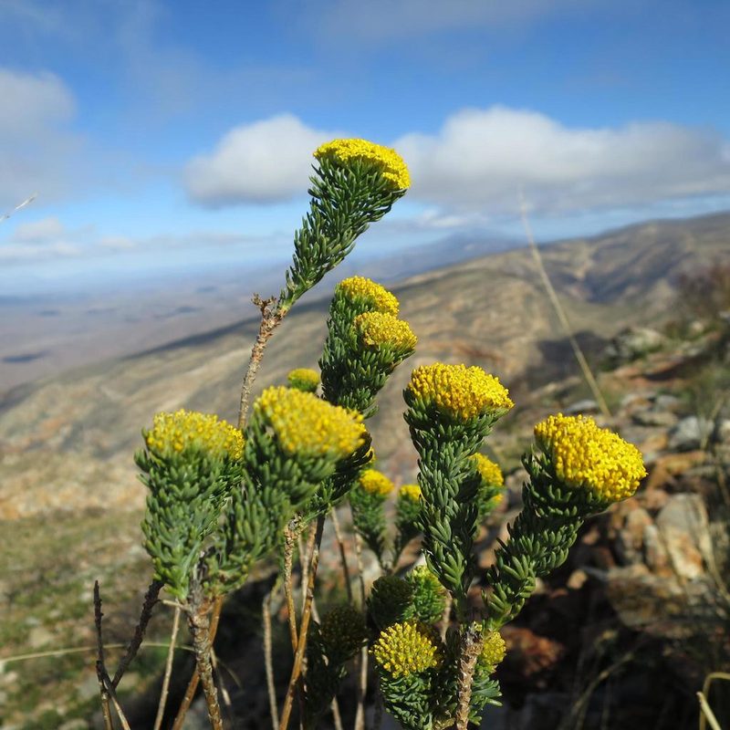 Hymenolepis incisa, photographed by Di Turner