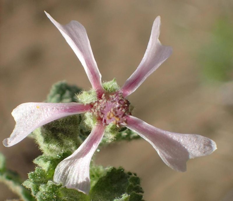 Anisodontea reflexa, photographed by Nicola van Berkel