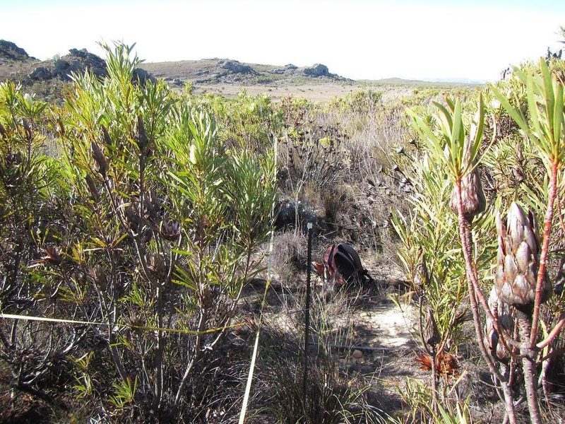 Cliffortia cruciata, photographed by douglaseustonbrown